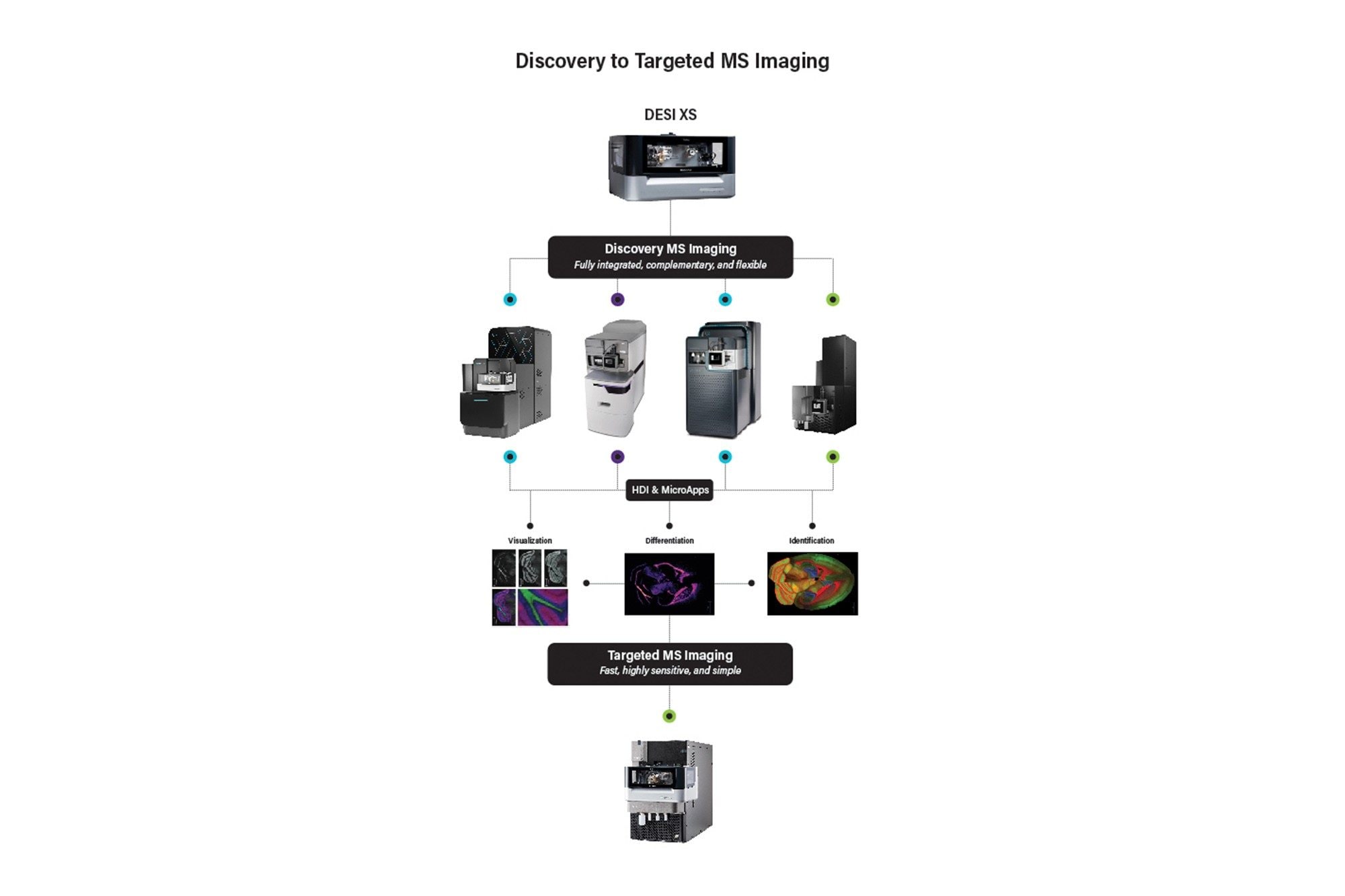 Targeted Mass Spectrometry Imaging | DESI XS & XEVO TQ